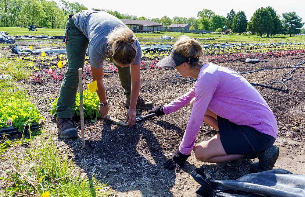 Katy Rogers (left) and Pam Boyd plant lettuce at Teter Organic Farm in Noblesville, Indiana May 13, 2022. Teter Organic Farm…