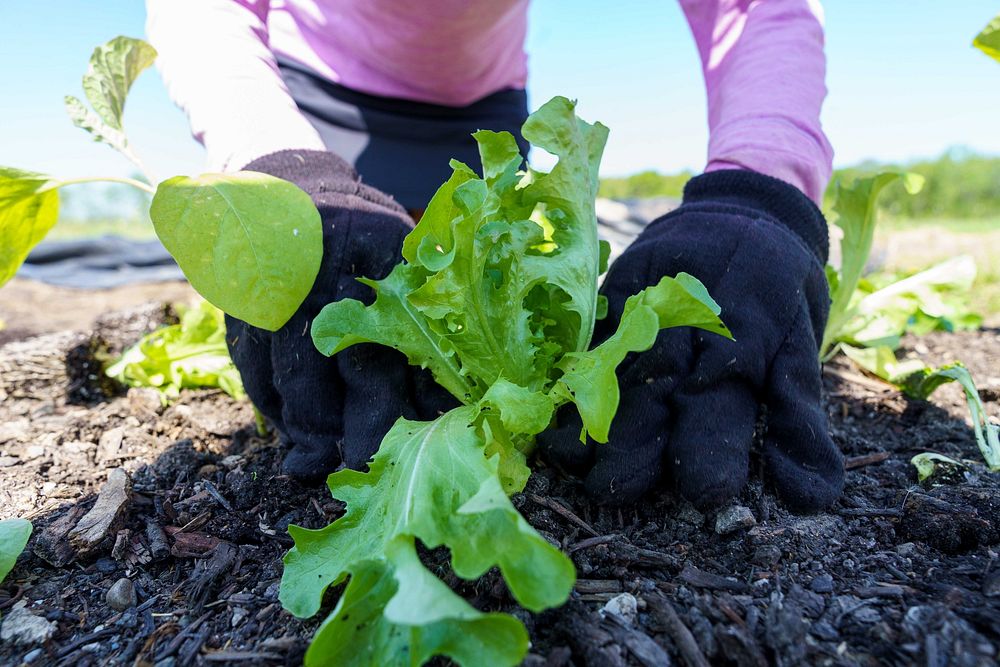 Vegetable patch, farmer planting.