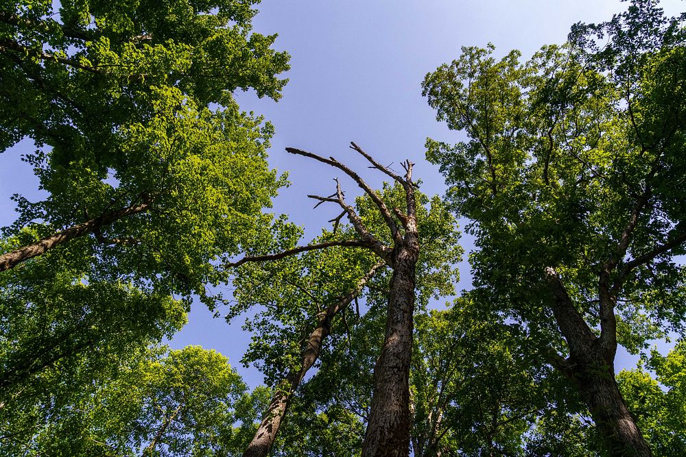 As part of the forest stand improvement plan and oak regeneration work he is completing on his land, David Ray is working to…