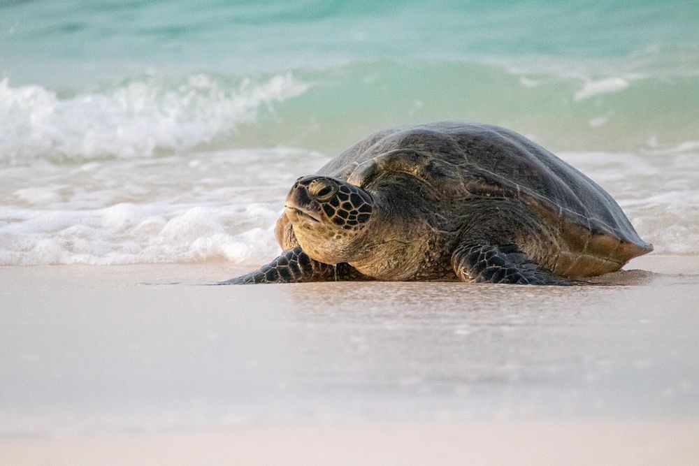Hawaiian green sea turtle, nesting season. Original public domain image from Flickr