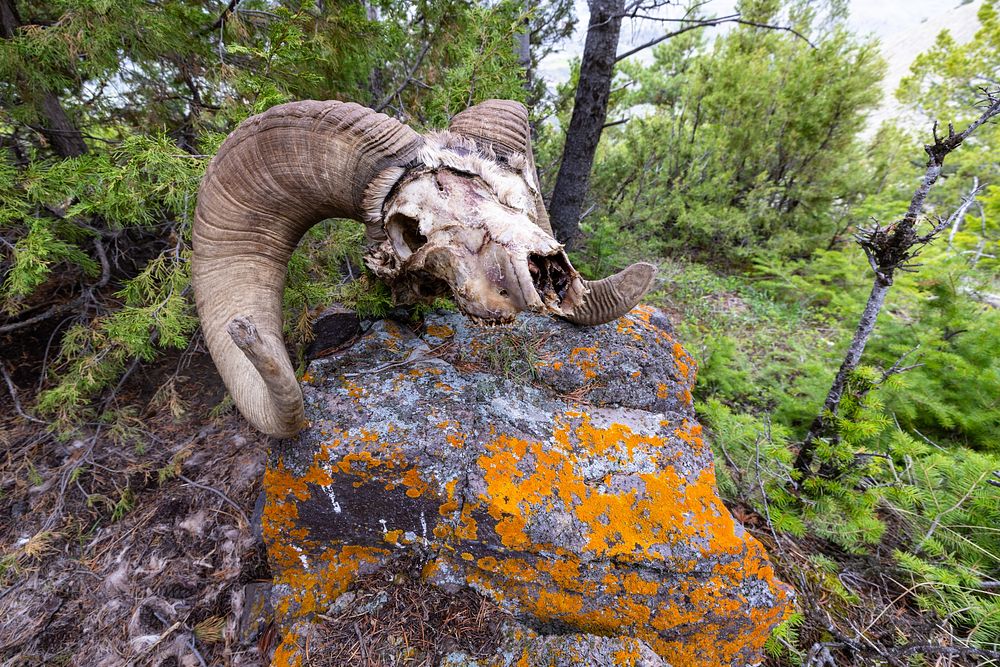 F222 cougar-killed bighorn sheep (3)NPS / Jacob W. Frank