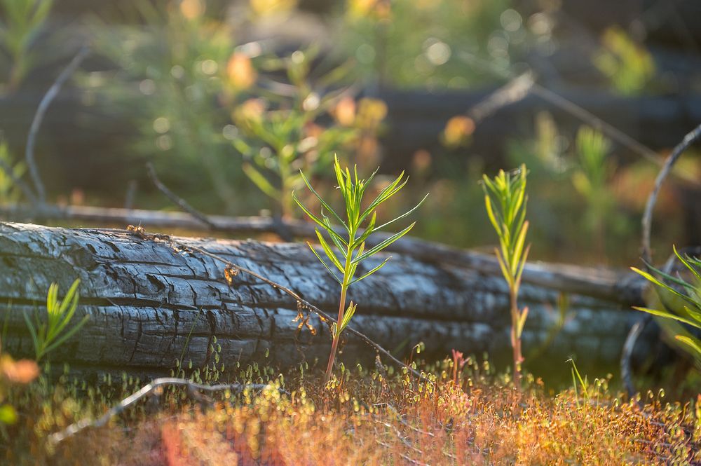 Fireweed Sprouting in a Burned Area.