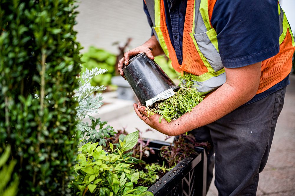 Changing plant pot