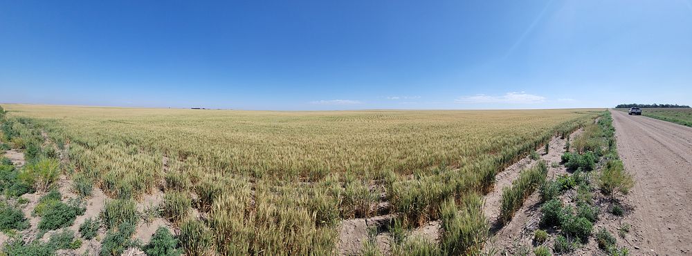 Panorama of a wheat field on the high plains of Finney County, KS. 6/6/2022 by USDA/Chris Thurston