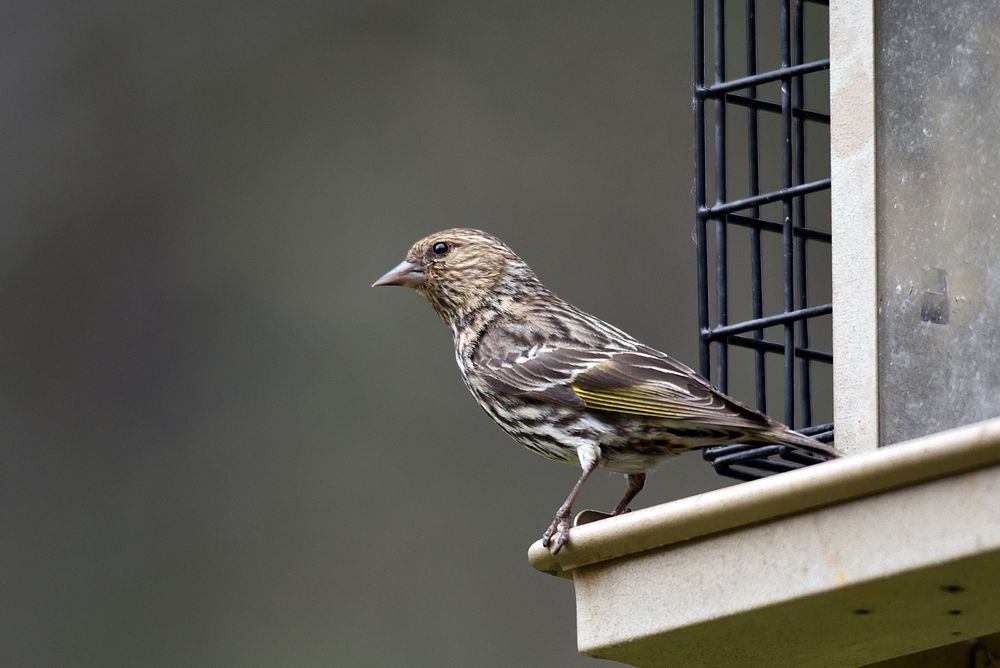 Pine siskinWe spotted this pine siskin visiting a bird feeder. Photo by Courtney Celley/USFWS.