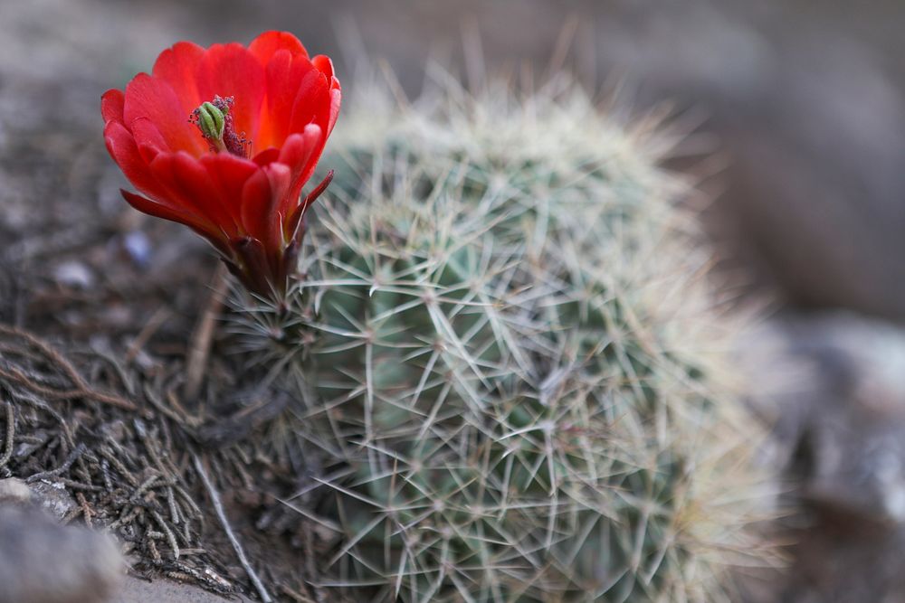 MAY 17: Claret cup cactus in the Mount Trumbull WildernessMOUNT TRUMBULL WILDERNESS - MAY 17: Claret cup cactus blooms in…