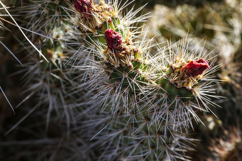 MAY 18 Plains pricklypear in Mojave desertST GEORGE, UTAH - MAY 18: A close-up of a plains pricklypear in the Mojave desert.…
