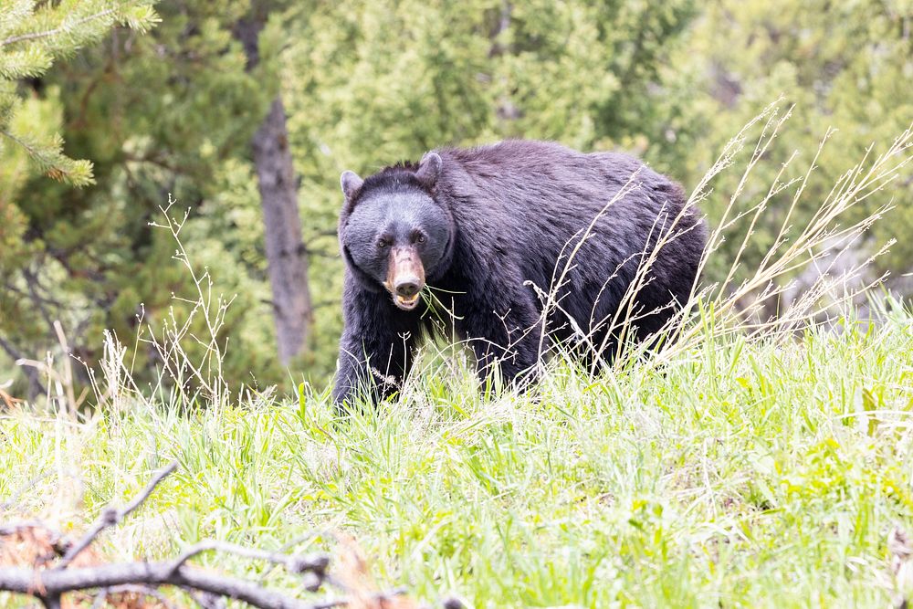 Black bear grazing near Dunraven PassNPS / Jacob W. Frank