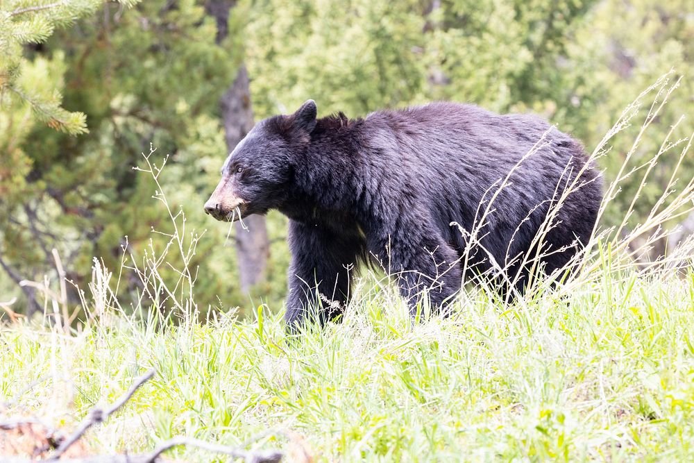 Black bear grazing near Dunraven Pass (2)NPS / Jacob W. Frank