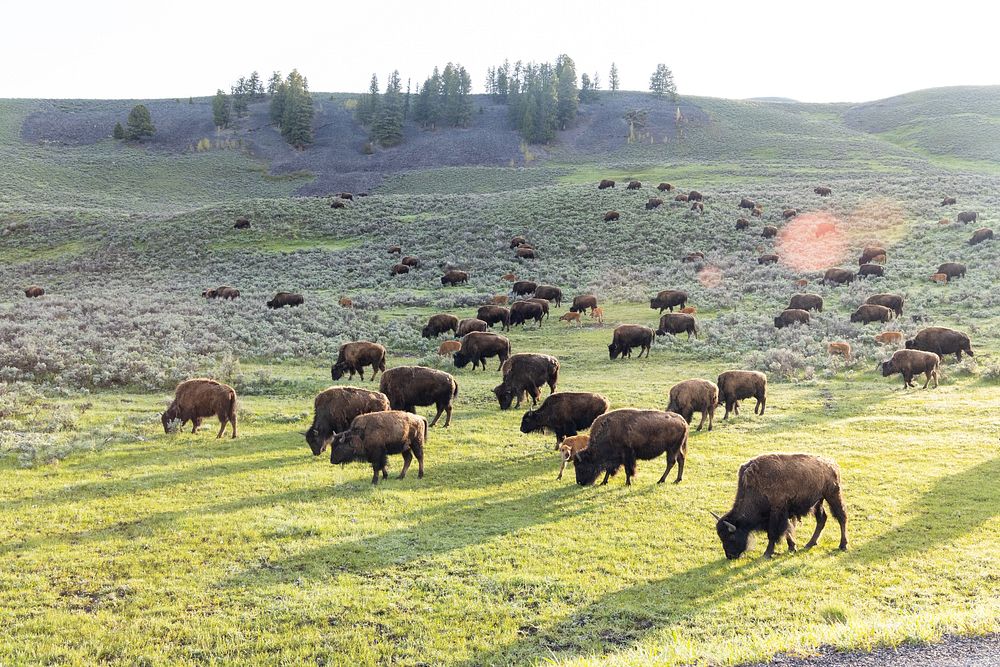 Spring sunrise with bison in Lamar Valley.