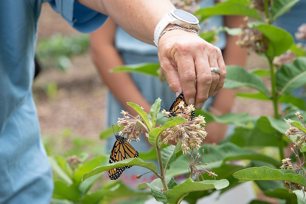 Monarch butterflies & researcher's hand.