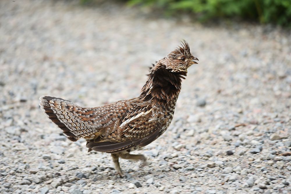 Ruffed grouseWe spotted this ruffed grouse mom stopping traffic to ensure her chicks remained safe. Photo by Courtney…