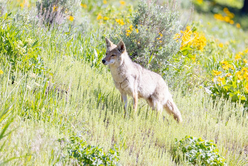 Coyote hunting sequence (1)NPS / Jacob W. Frank