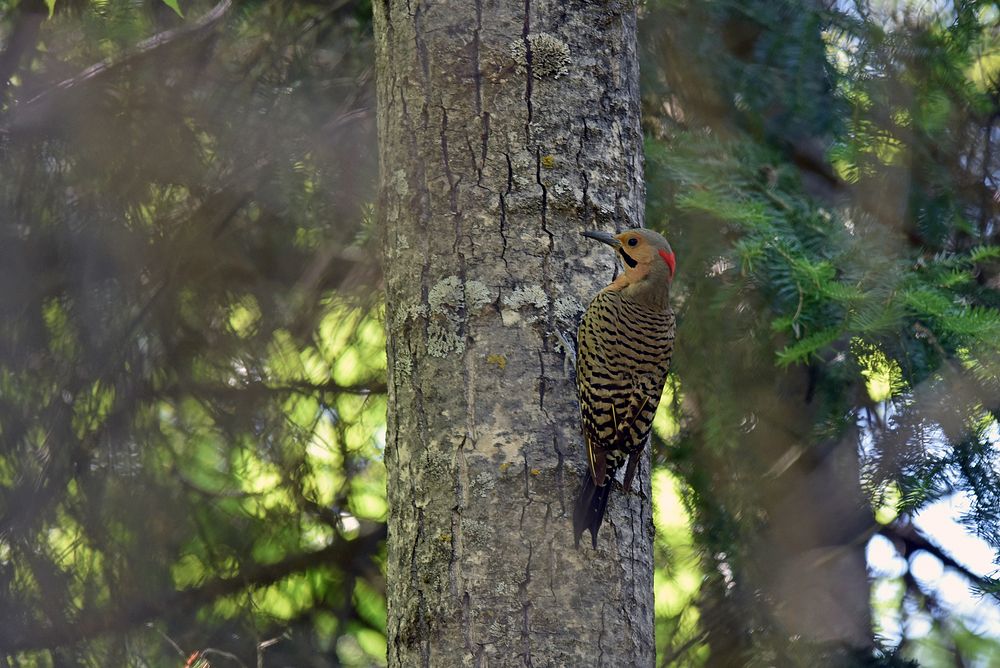 Northern flickerWe spotted this male northern flicker near a nest cavity with three young peeking out. Photo by Courtney…