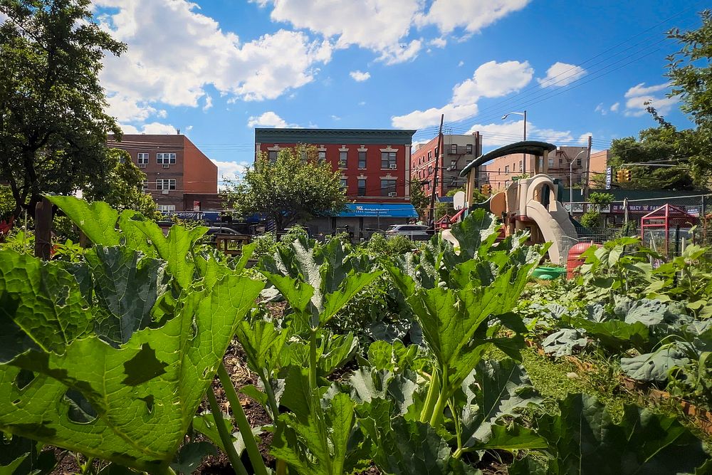 Taqwa Community Farm is a half-acre park operated as a community garden in the Highbridge neighborhood of the Bronx, New…