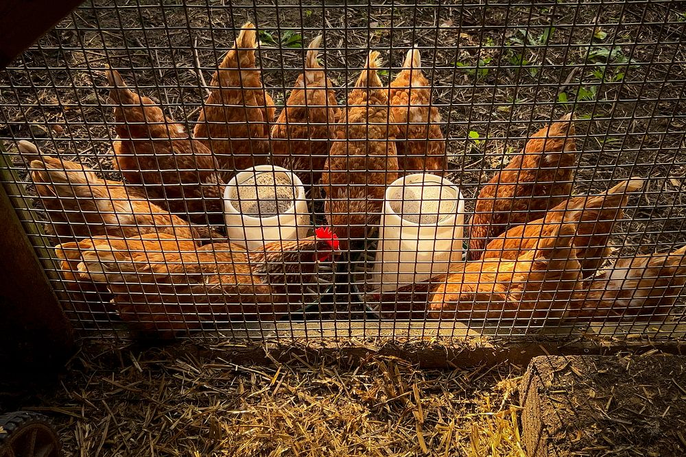 Chicken coop, organic farm.