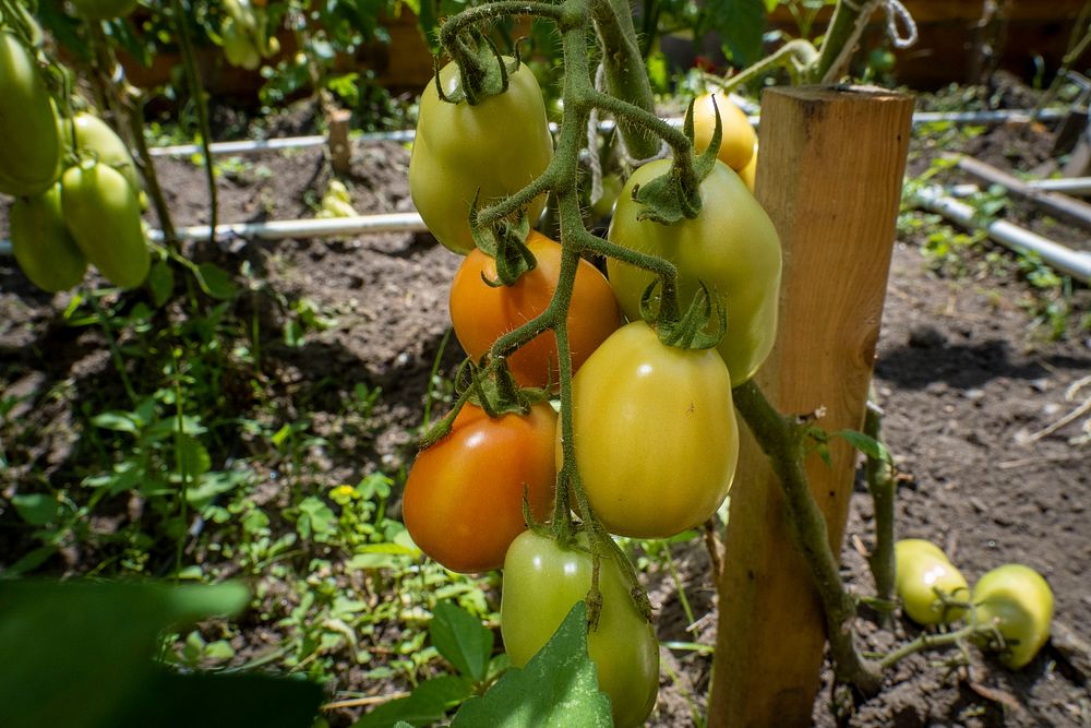 Tomatoes, vegetable garden.