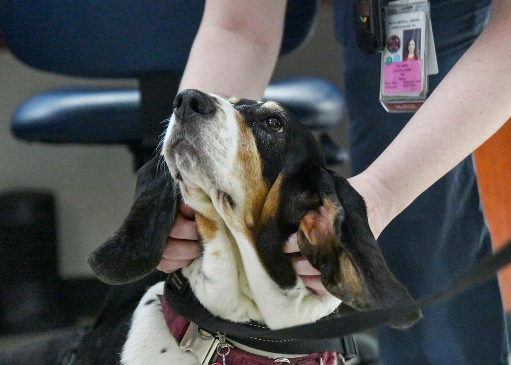 Therapy dogs bring comfort to Medical Center staff.