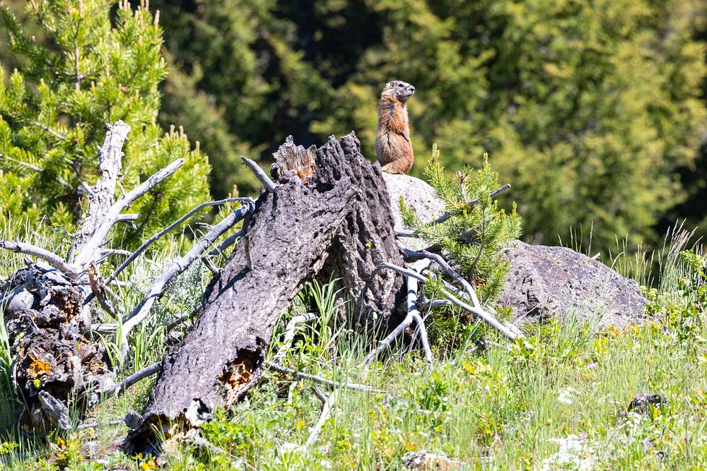 Marmot on the lookoutNPS / Jacob W. Frank