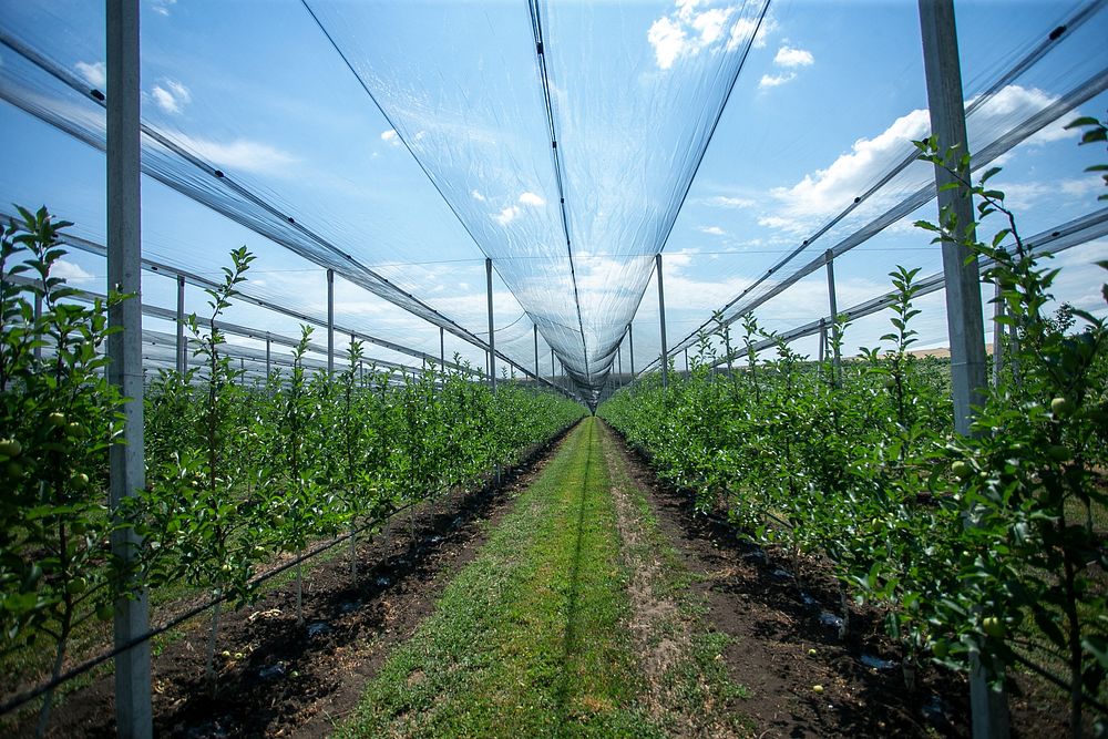 Agriculture, organic farm.