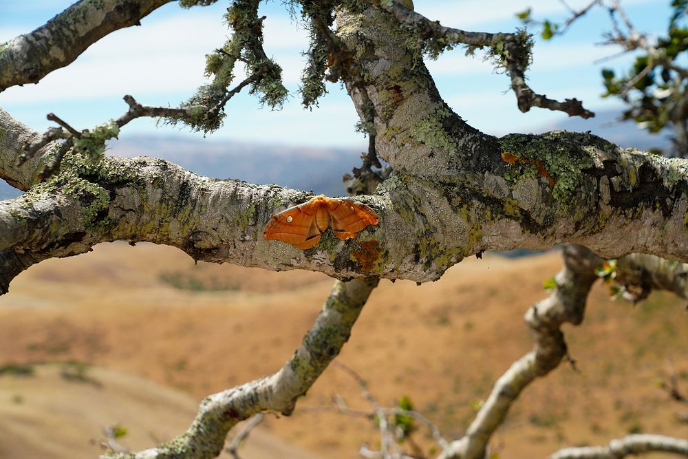 Polyphemus MothPolyphemus Moth at Fort Ord National Monument, Photo by Salah El-Din Ahmed, BLM.