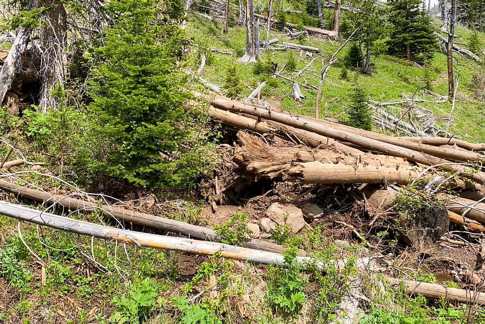 Yellowstone flood event 2022: Bliss Pass Trail debrisNPS Photo