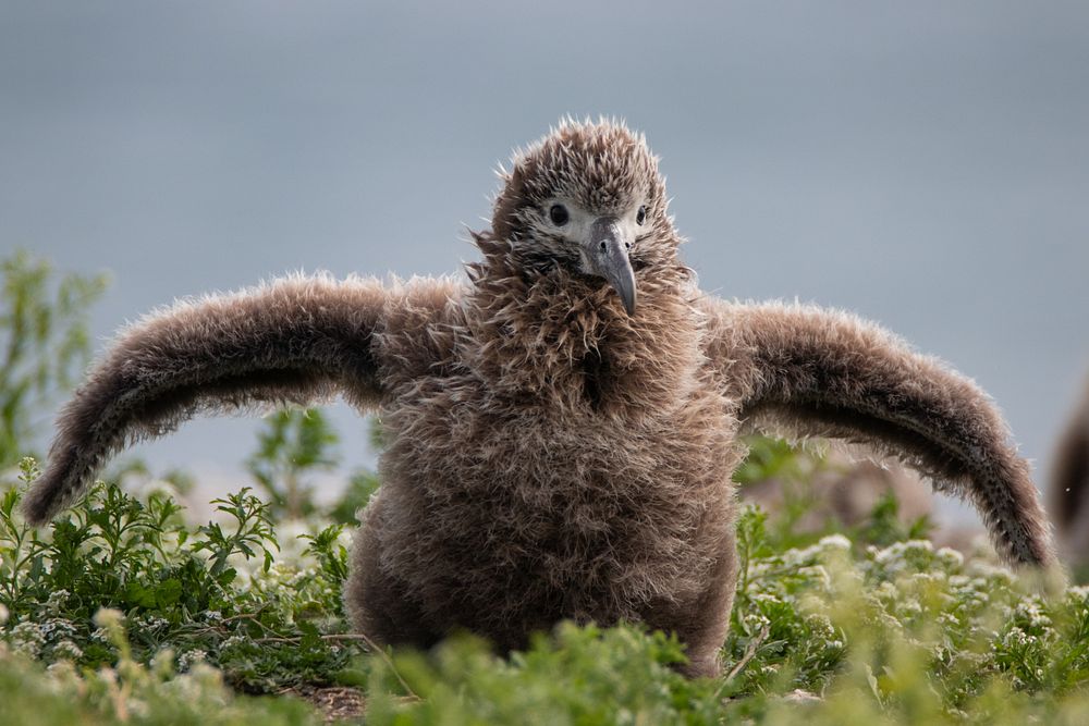 Molī (Laysan albatross) chick.