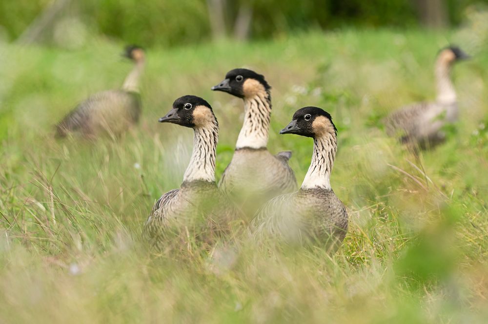 Hawaiian goose look in unison amid the wetlands grass in Kaua'i.