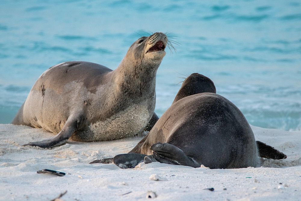 Hawaiian monk seals on the beach.