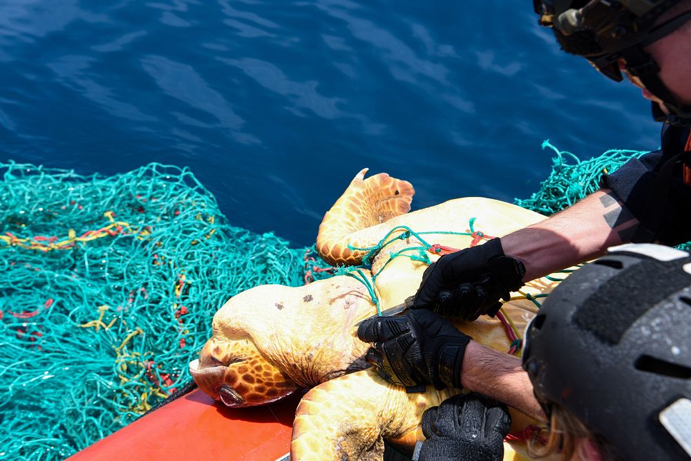 Sea turtle rescue. Original public domain image from Flickr