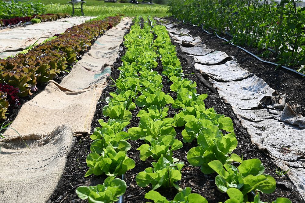 Lettuce garden, vegetable patch.