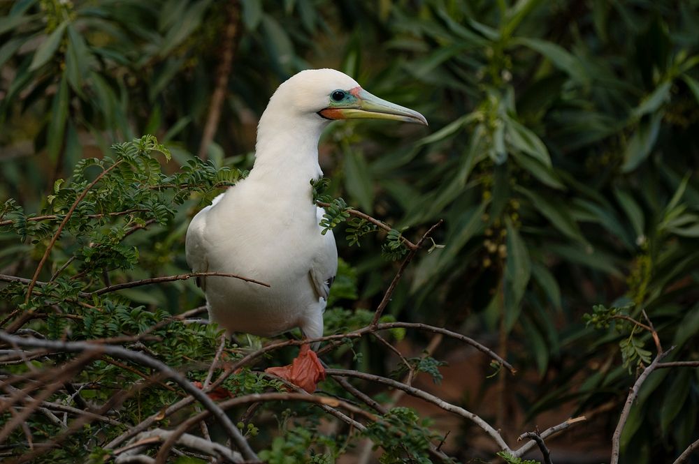 Red-footed booby on Kaua‘iA beautiful red-footed booby, or ʻā, with its multicolored beak, stands in a tree at Kīlauea Point…
