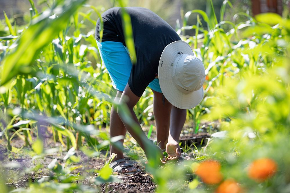 A student volunteer works to clear weeds and plant beds.