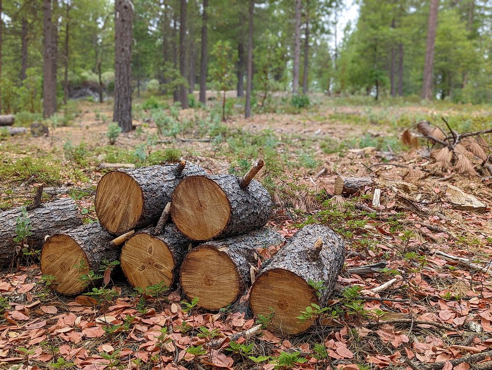 Stacked Fuels at 'Inimim Forest.