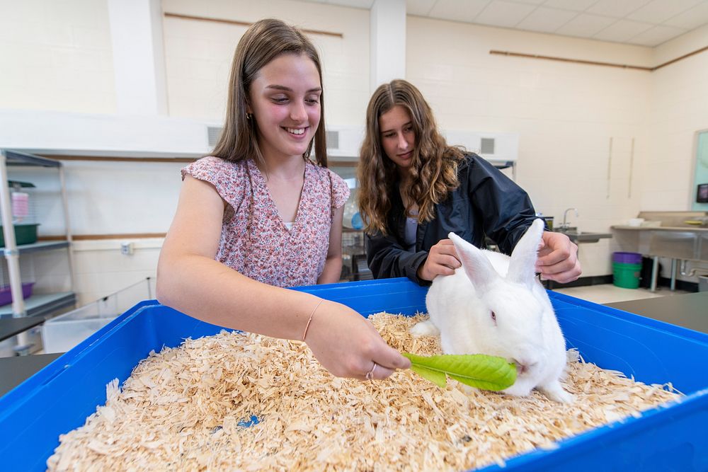 Royalton-Hartland School District High School students check rabbit health in Middleport, eastern Niagara County, NY, on May…
