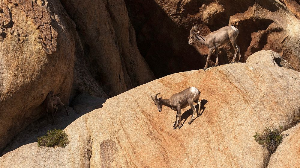 Ryan MountainNPS / Preston Jordan Jr. A young bighorn sheep about as unsure of the steep terrain it's on as it is of the…