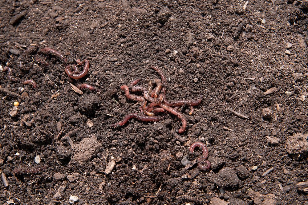 Earthworms, healthy soil.