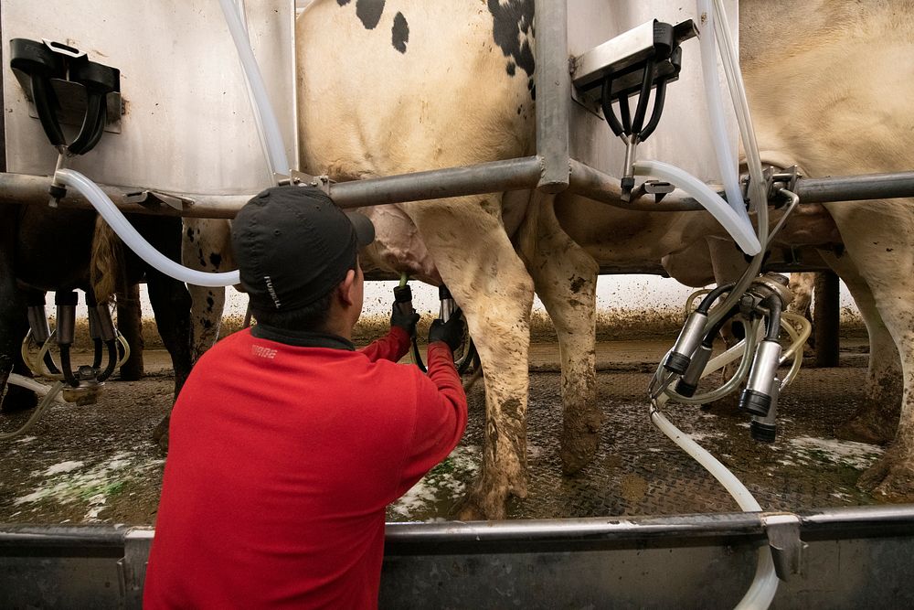 Dairy production, cow milking.