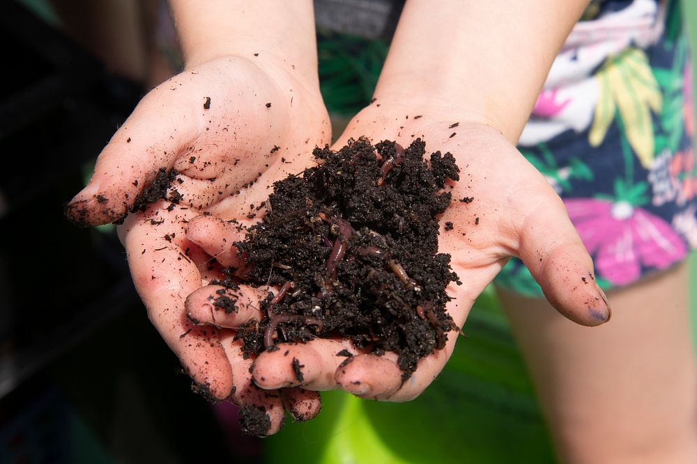 Earthworms, soil in hand.
