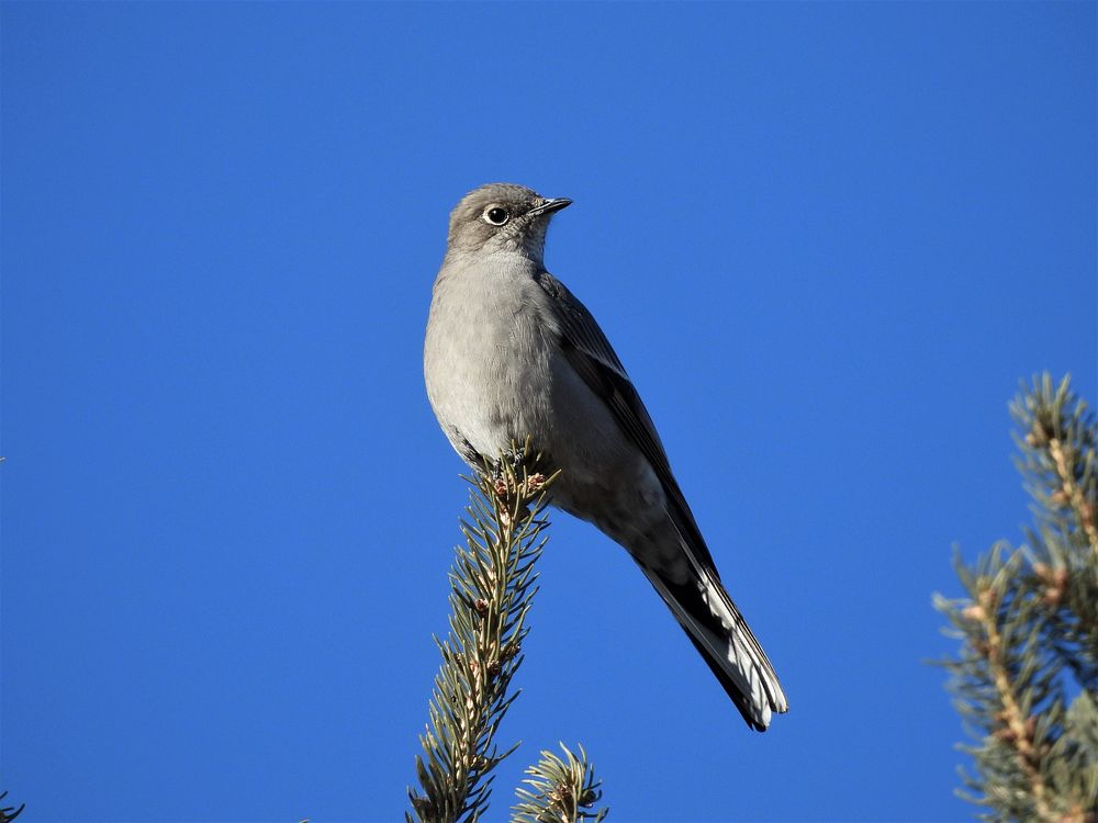 Townsend's solitaireWe spotted this Townsend's solitaire at Windom Wetland Management District in Minnesota. Photo by…