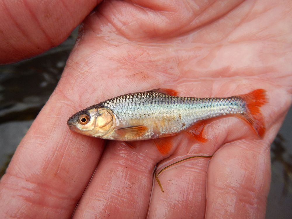 A biologist holds a Topeka shiner.