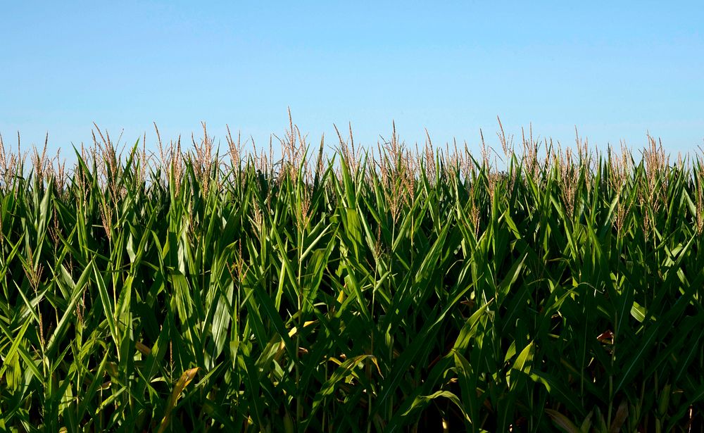 Corn field farm. 