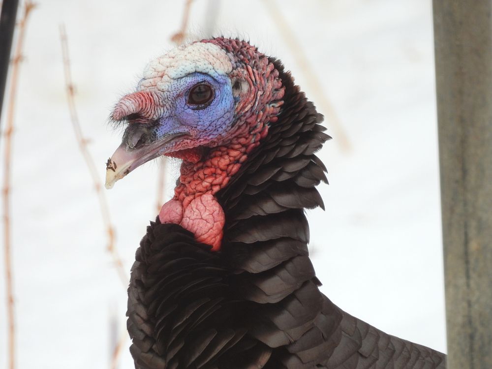 Wild turkey, close up shot.