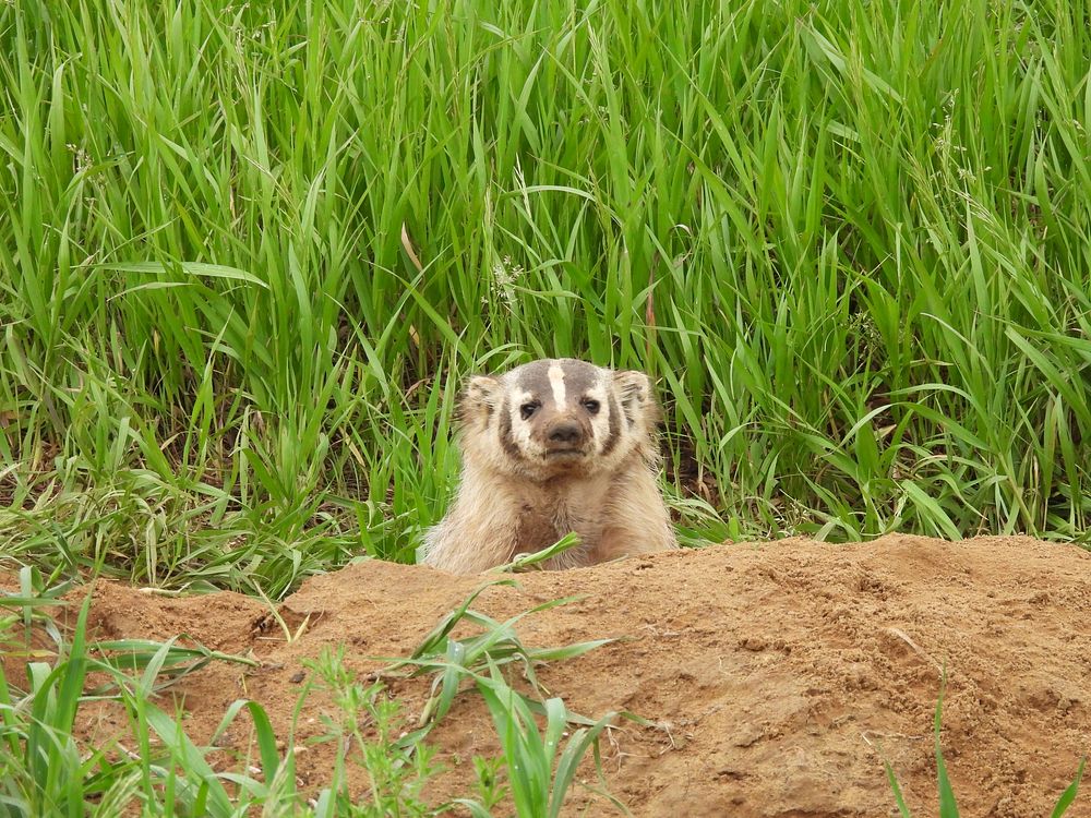 American badgerWe spotted this American badger peeking out from a burrow at Windom Wetland Management District in…