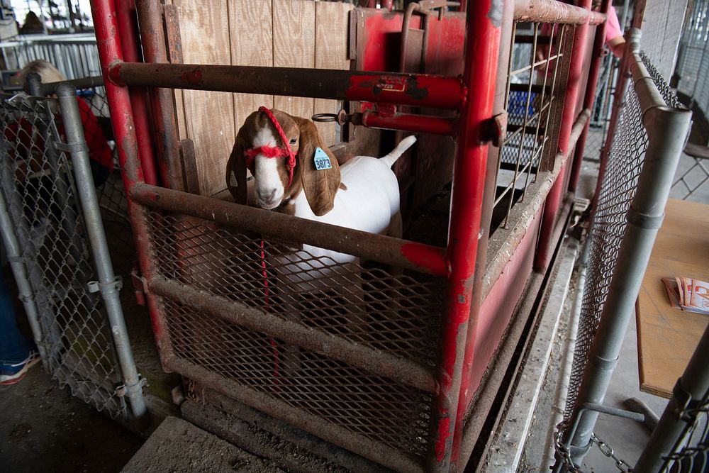 Market goats are weighed to see their rate of gain since spring when they were first weighed and tagged during the 2022…