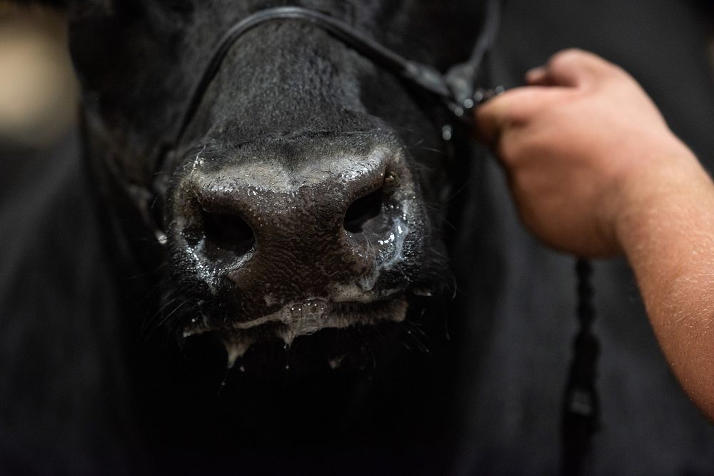 Cow nose closeup shot.