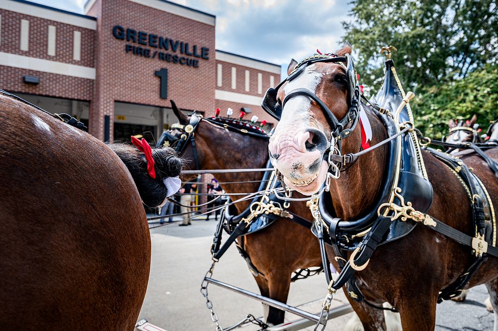 Budweiser Clydesdales, Greenville, September 2. Original public domain image from Flickr