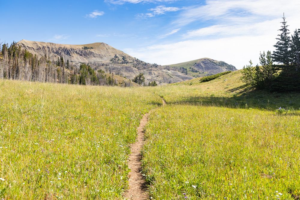 Walking trail along grass field