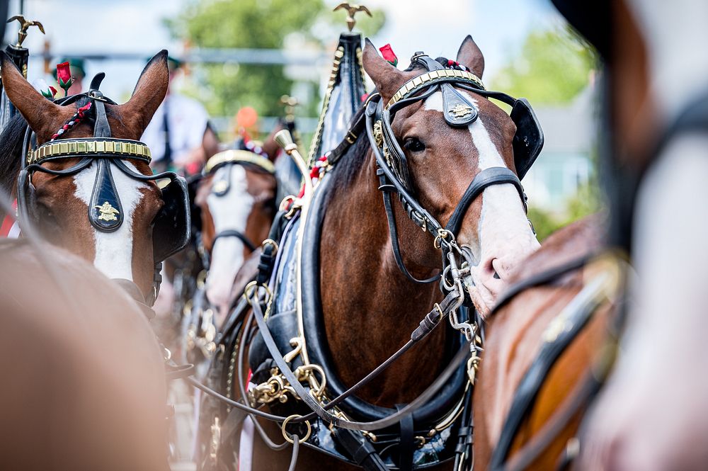 Budweiser Clydesdales, Greenville, September 2. Original public domain image from Flickr