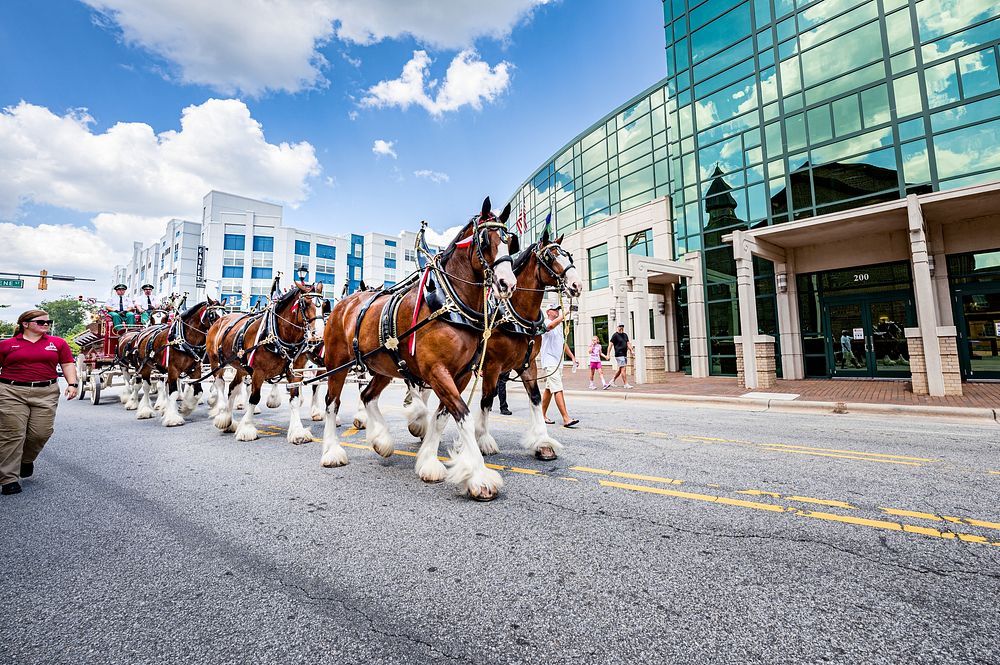 Budweiser ClydesdalesThe Budweiser Clydesdales drew Free Photo rawpixel